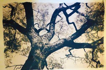 Cyanotype, Venezuela © Etienne Pierart.